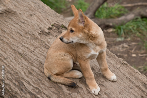 the 8 week old golden dingo is checking his surroundings
