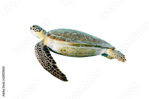 Isolated green turtle sideview with white background