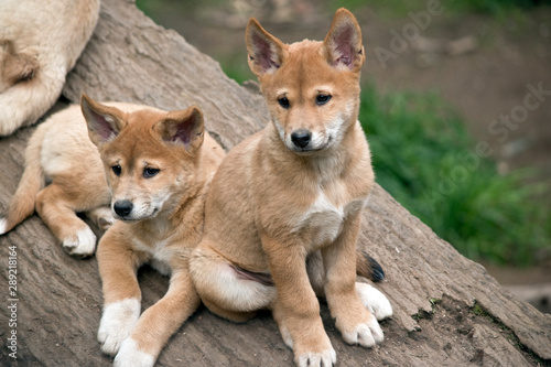the two dingo puppies are on a log © susan flashman