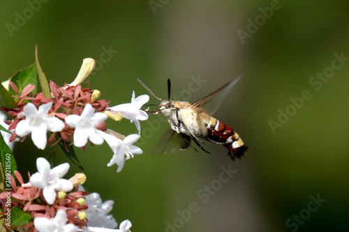 ホバリングしながらアベリアの蜜を吸うオオスカシバ © FUJIOKA Yasunari