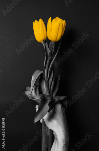 three yellow tulips in hand black and white photo