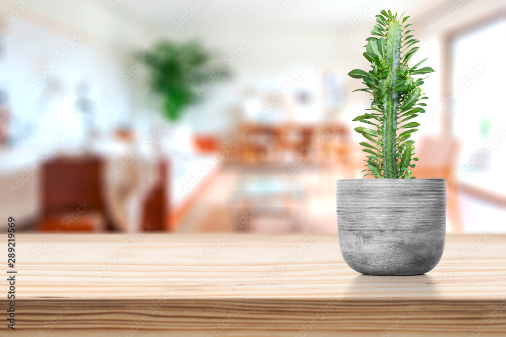Cement Vase with cactus on vase pot on table Cement Vase with cactus on vase pot on table