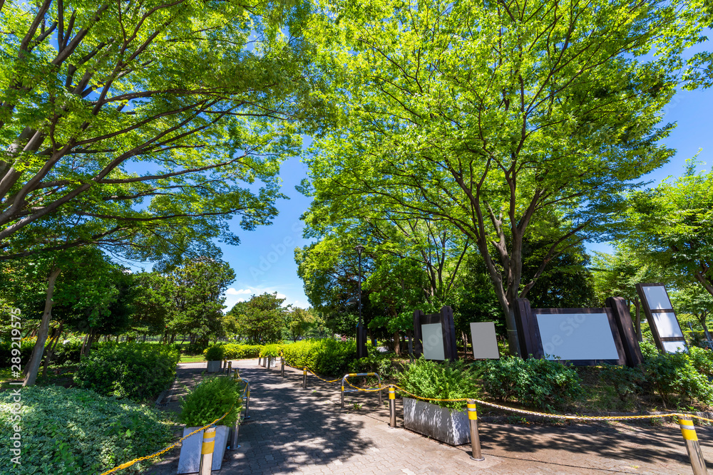 Obraz premium 緑鮮やかな初夏の木場公園の風景