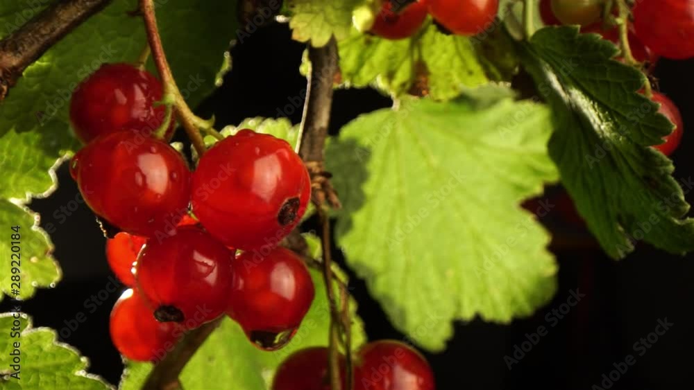 Wet, juicy and ripe red currants hanging on the bush soaked in rain Wet, juicy and ripe red currants hanging on the bush soaked in rain