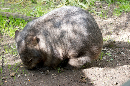 the wombat is walking around eating grass