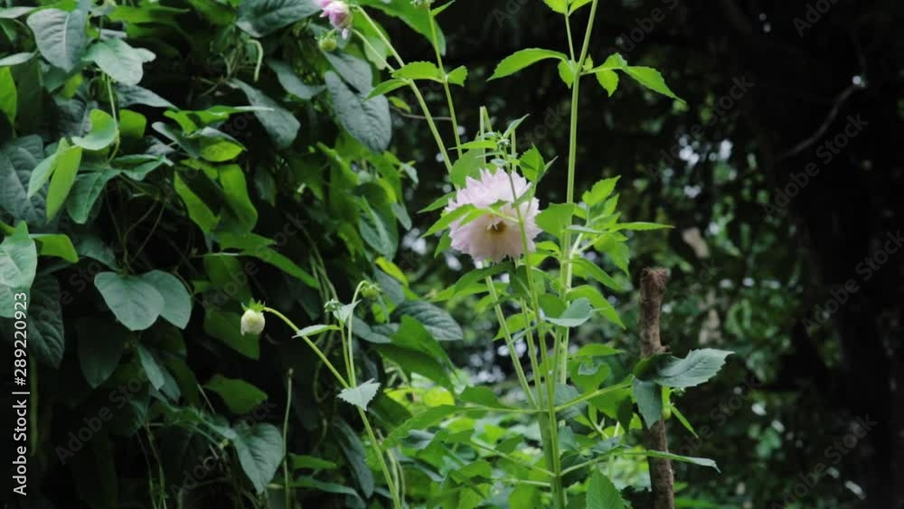 Beautiful white Peony in nature. Static. Zoom in. Blur background Beautiful white Peony in nature. Static. Zoom in. Blur background