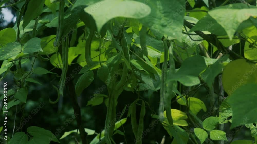 Beans Growing On A Healthy Green Bush Outside On A Farm Beans Growing On A Healthy Green Bush Outside On A Farm
