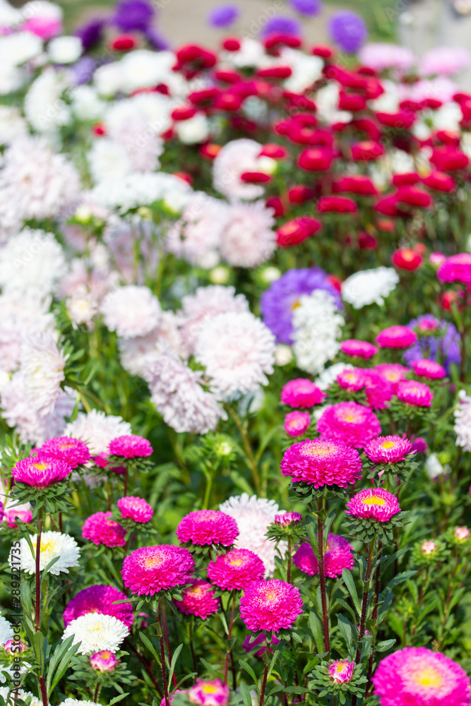 Many colors of Callistephus chinensis in different colors, white pink red blue. Garden aster bloom in the garden