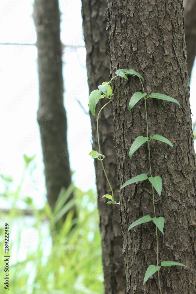 Obraz premium 木に巻き付く葉