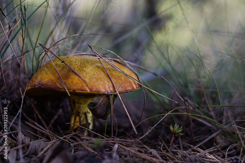 autumn mushrooms in the forest