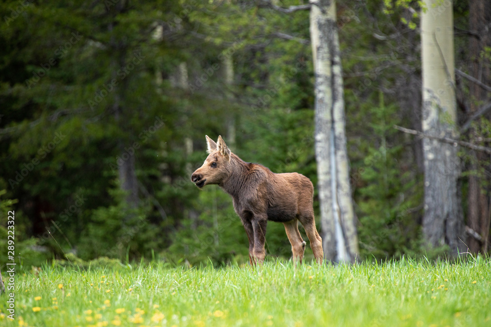 Moose Calf