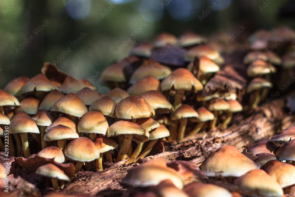 autumn mushrooms in the forest autumn mushrooms in the forest