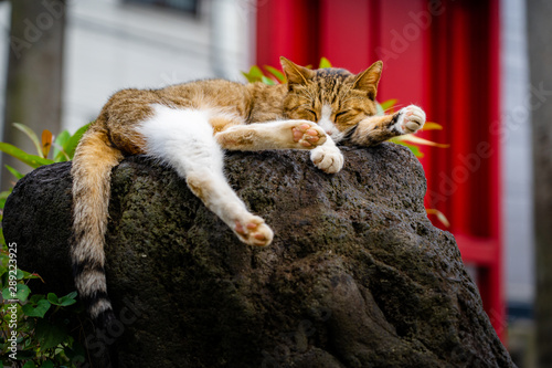 Vászonkép Sleeping cat in Japanese shrine.