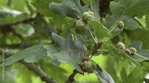 Steady, low angle, close up shot of acorns on an oak tree. photo