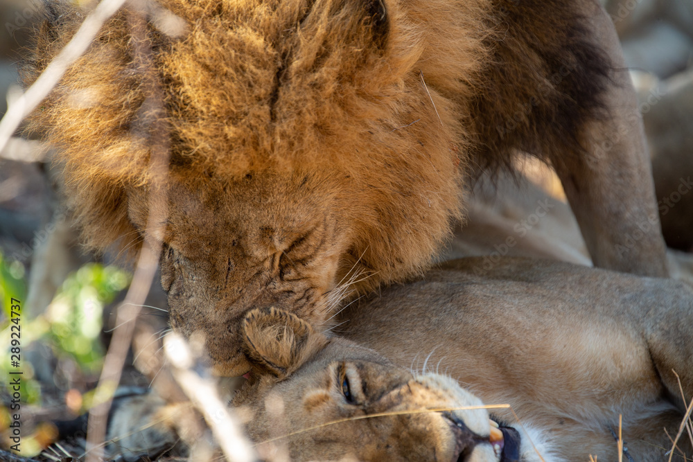 Fototapeta premium Large dominant male lion in and around his pride