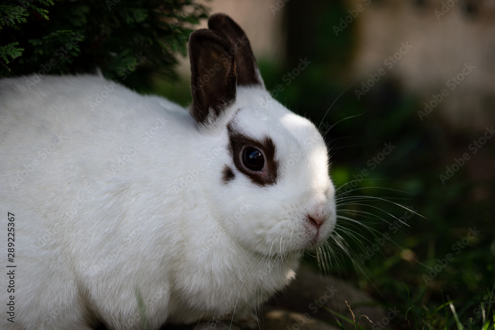Hase mit Lebensbaum im Hintergrund Hase mit Lebensbaum im Hintergrund