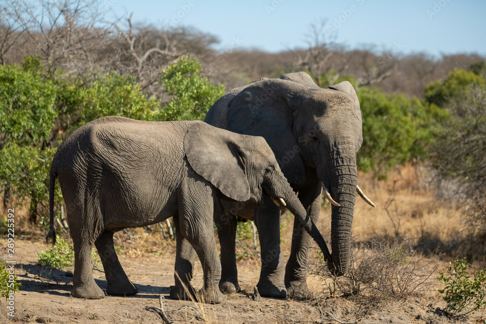Fototapeta premium Beautiful elephant herds moving about in the bushveld of Southern Africa's Greater Kruger National park
