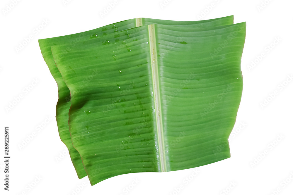banana leaf on isolate and white background. banana leaf on isolate and white background.
