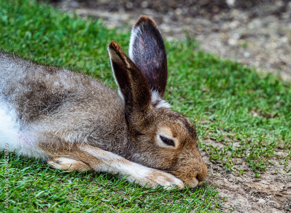 Fototapeta premium Mountain hare, Lepus timidus, also known as the white hare.