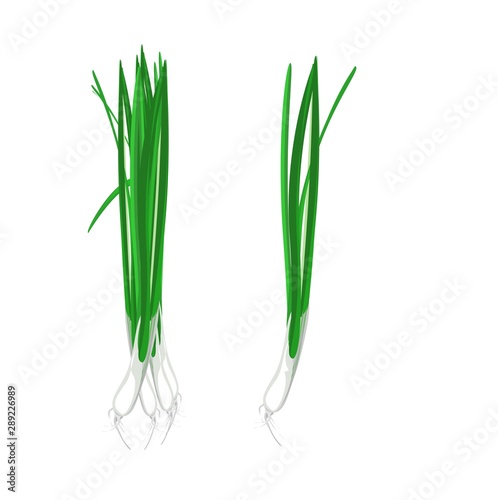 Fototapeta Naklejka Na Ścianę i Meble -  Spring onions, green, plant components, leaves and stems, roots, plant components of Asian Aroma, food ingredients and herbs