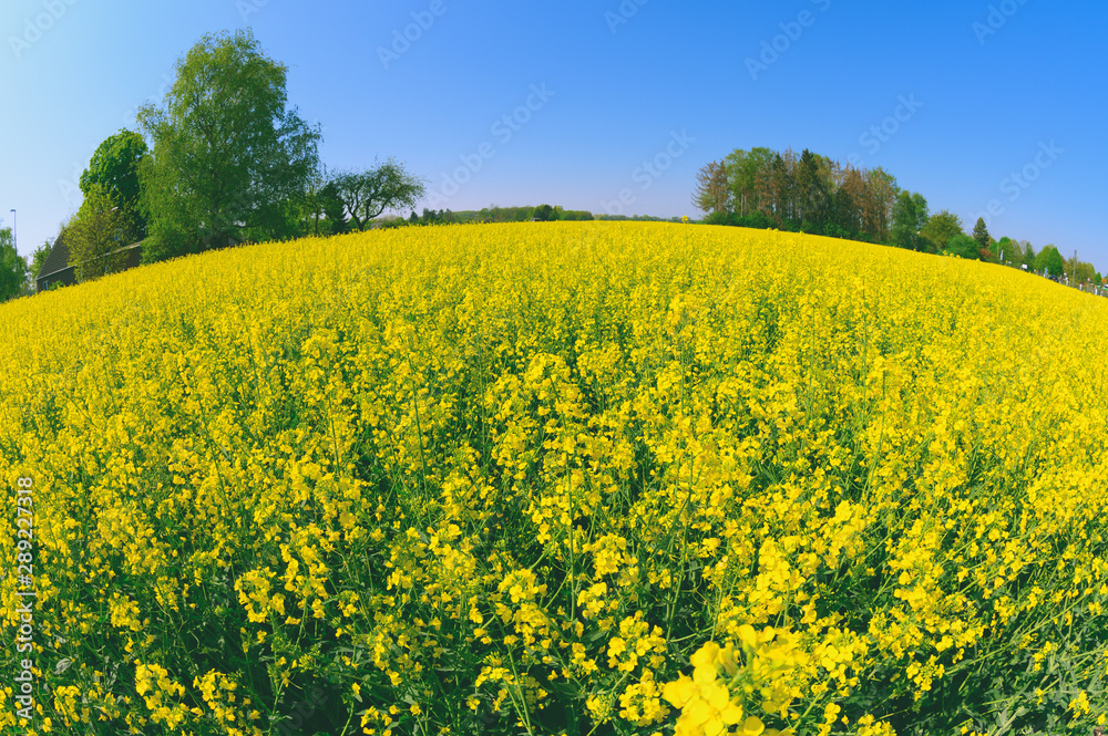 Obraz premium 菜の花畑