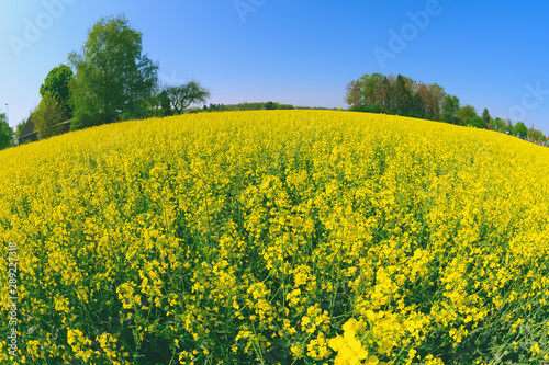 菜の花畑