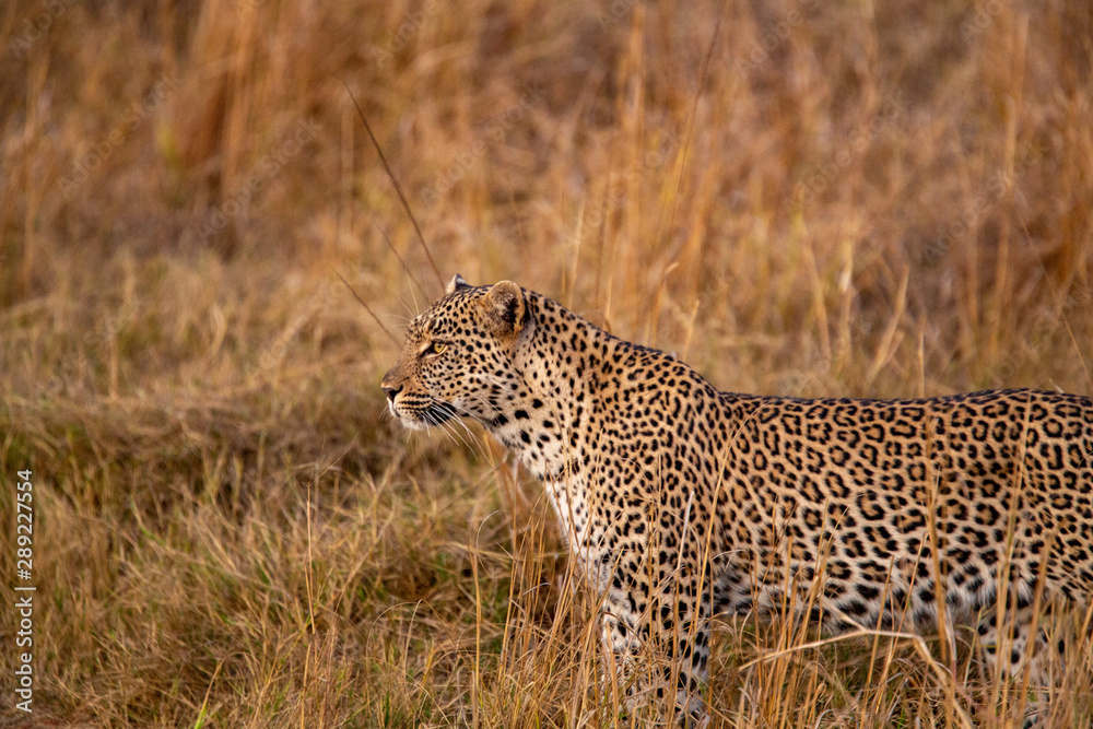 Female leopard trying to get the attention of a nearby male leopard Female leopard trying to get the attention of a nearby male leopard