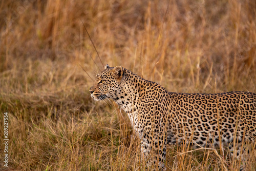 Female leopard trying to get the attention of a nearby male leopard