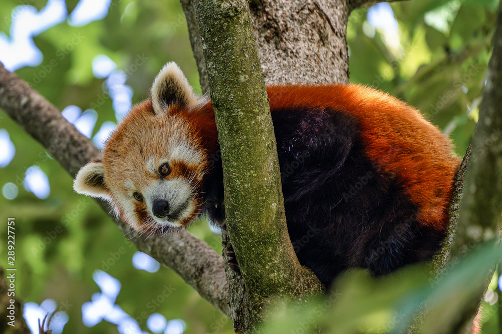 Fototapeta premium The red panda, Ailurus fulgens, also called the lesser panda.