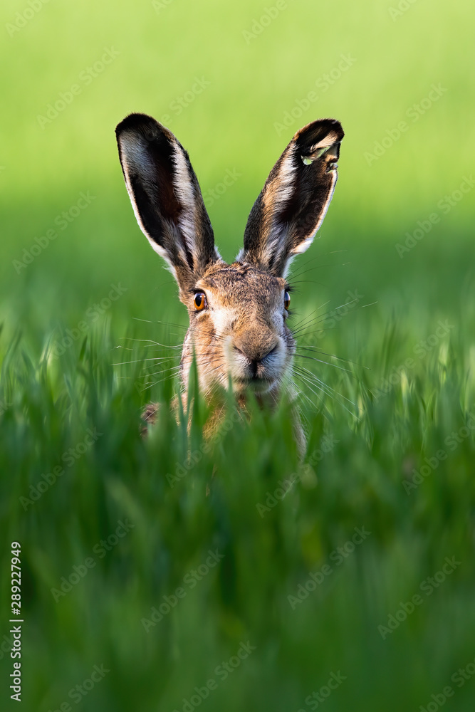 Vertical portrait of wild brown hare, lepus europaeus, looking with alerted ears on a green meadow in springtime. Single mammal with long ears in wilderness.