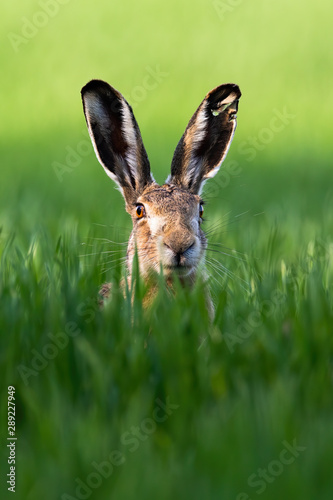 Obraz na płótnie Vertical portrait of wild brown hare, lepus europaeus, looking with alerted ears on a green meadow in springtime. Single mammal with long ears in wilderness. w salonie