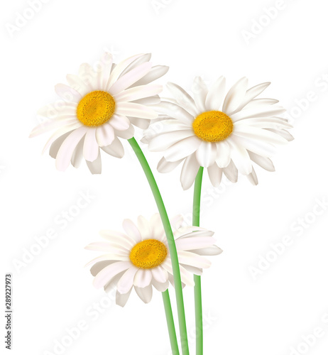 Daisy flowers isolated.