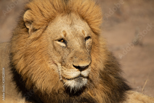 Large dominant male lion in and around his pride 