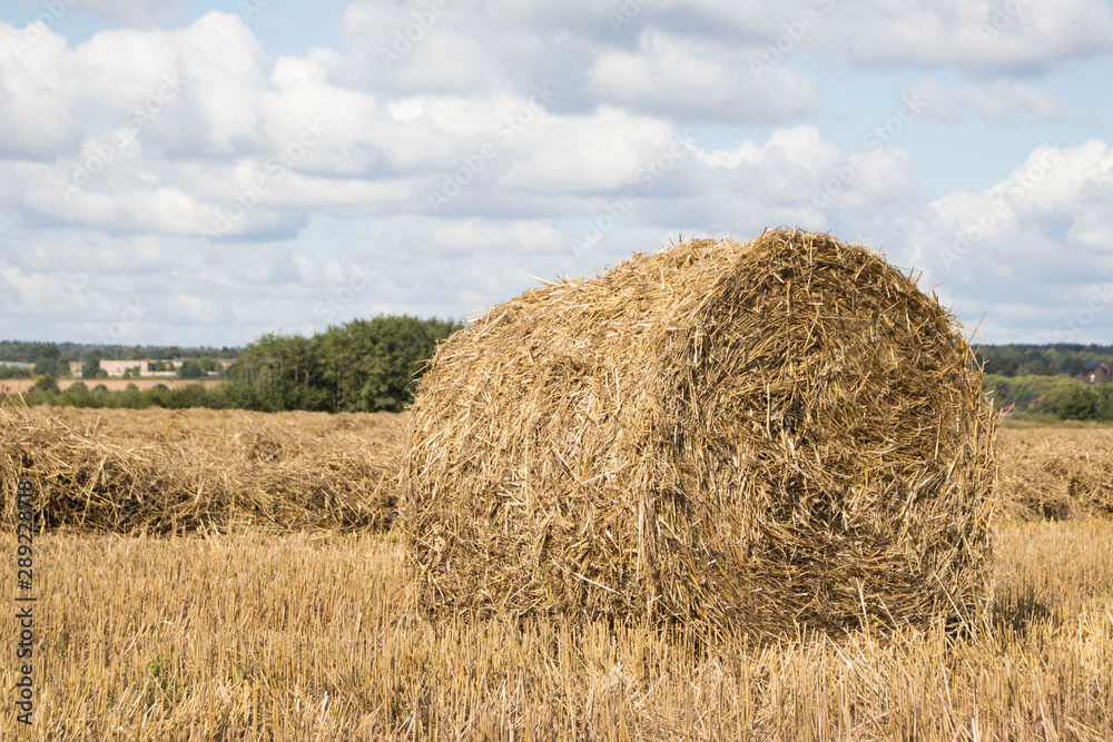 Harvested field with straw bales in summer