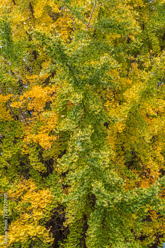 (Ginkgo biloba) Japanese Gingko tree dense foliage during fall season.