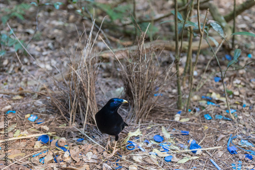 Canvas A male satin bowerbird, ptilonorhynchus violaceus, tends his bower which he has decorated with blue coloured objects