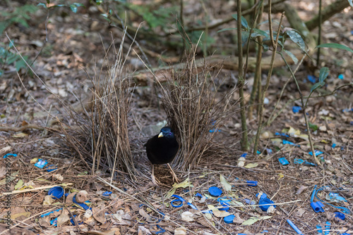 A male satin bowerbird, ptilonorhynchus violaceus, tends his bower which he has decorated with blue coloured objects. In Lamington National Park, Queensland, Australia. photo