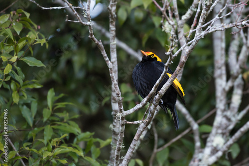 A wild, male regent bowerbird, sericulus chrysocephalus, perched in a tree in Lamington National Park, Queensland, Australia.