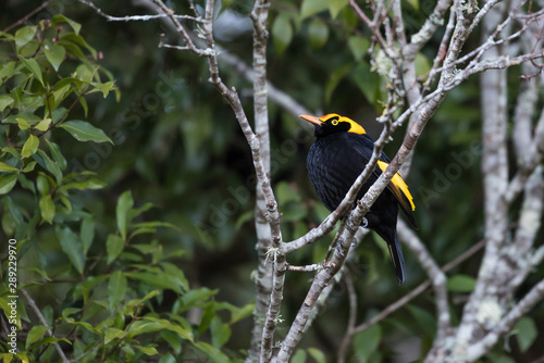 A wild, male regent bowerbird, sericulus chrysocephalus, perched in a tree in Lamington National Park, Queensland, Australia. photo