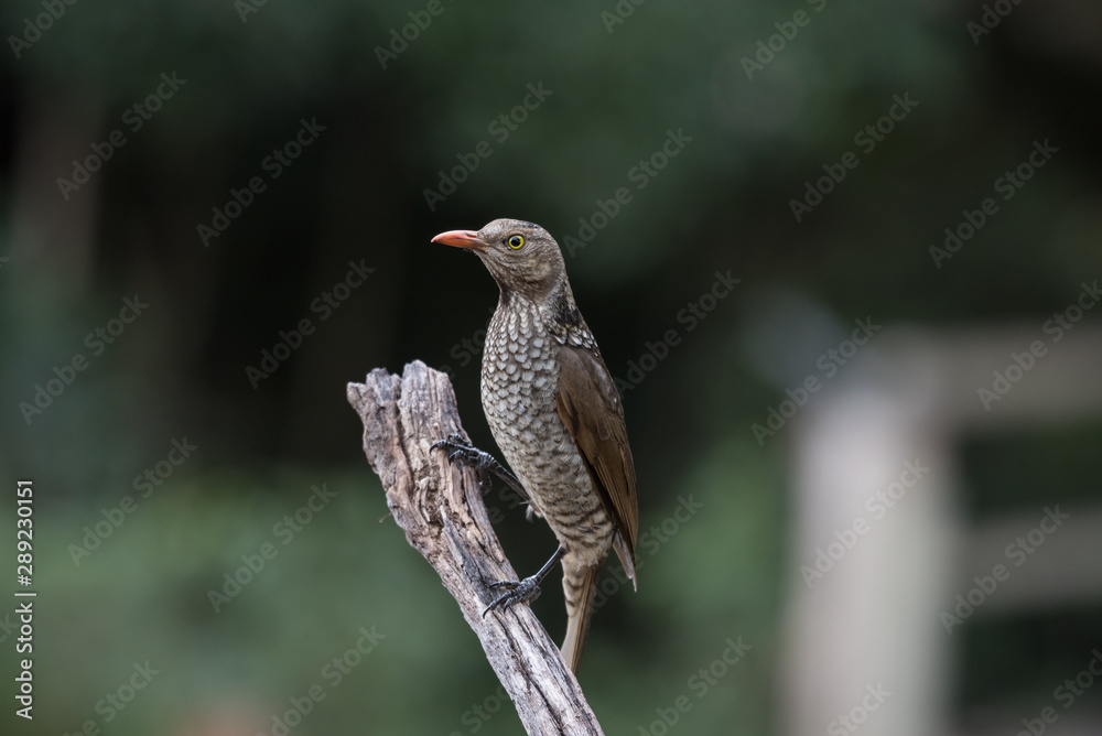 A wild, female regent bowerbird, sericulus chrysocephalus, perched on a dead stick in Lamington National Park, Queensland, Australia. A wild, female regent bowerbird, sericulus chrysocephalus, perched on a dead stick in Lamington National Park, Queensland, Australia.