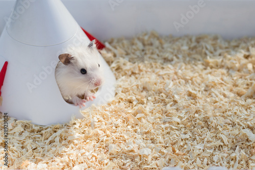 A cute white hamster sits in his house among the sawdust. The concept of care for hamsters, pets, rodents. Image.