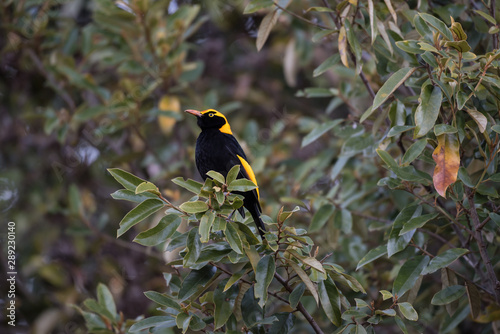 A wild, male regent bowerbird, sericulus chrysocephalus, perched in a tree in Lamington National Park, Queensland, Australia.