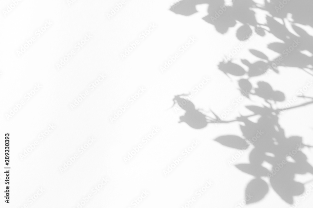 Overlay effect for photo. Gray shadow of the wild roses leaves and berries on a white wall. Abstract neutral nature concept blurred background. Space for text. Overlay effect for photo. Gray shadow of the wild roses leaves and berries on a white wall. Abstract neutral nature concept blurred background. Space for text.