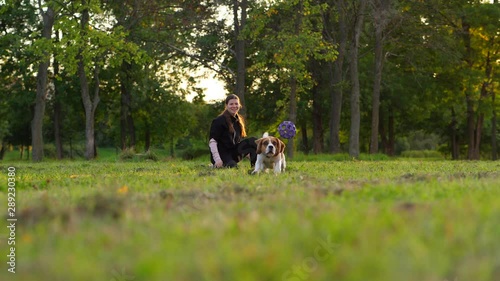 Woman throw ball towards camera, playful beagle rush forward, jump and catch toy in air. Funny dog with long flapping ear have fun, play fetch with owner at green park