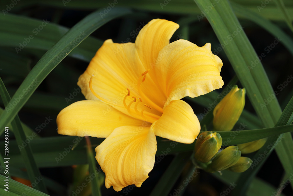 Stella de Oro daylily flowers last only a day Stella de Oro daylily flowers last only a day