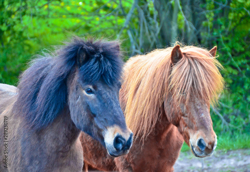A beautiful  natural portrait of two icelandic horses  looking cute into the camera