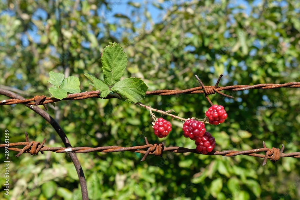 Red Rubus fruits (bramble fruits) wrapped on barbed wire against green garden and blue sky - like symbol of hope and freedom. Red Rubus fruits (bramble fruits) wrapped on barbed wire against green garden and blue sky - like symbol of hope and freedom.