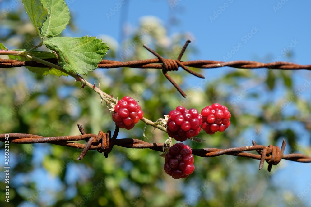Obraz premium Red Rubus fruits (bramble fruits) wrapped on barbed wire against green garden and blue sky - like symbol of hope and freedom.