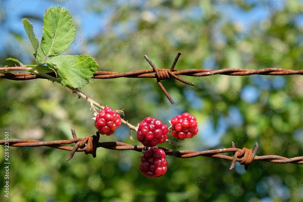 Red Rubus fruits (bramble fruits) wrapped on barbed wire against green garden and blue sky - like symbol of hope and freedom. Red Rubus fruits (bramble fruits) wrapped on barbed wire against green garden and blue sky - like symbol of hope and freedom.