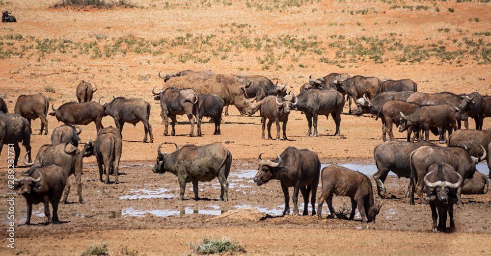 Buffalo And White Rhino